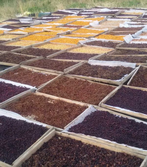 میوه خشک معتبر